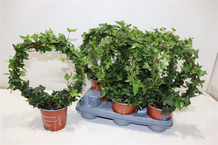 <h4>Hed He Shamrock Rondo</h4>