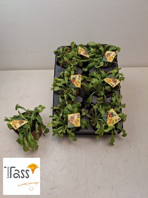 <h4>DIONAEA MUSCIPULA</h4>