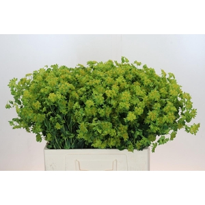 Bupleurum Griffithii