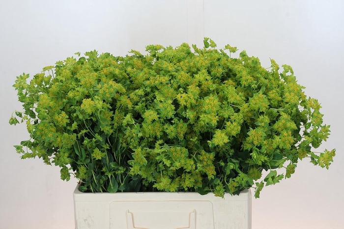 <h4>Bupleurum Griffithii</h4>