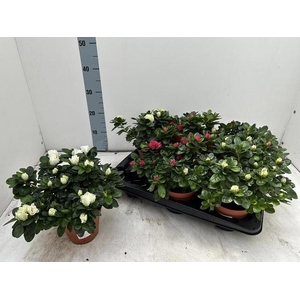 RHODO SI VOGEL GEM