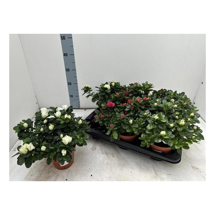 <h4>RHODO SI VOGEL GEM</h4>