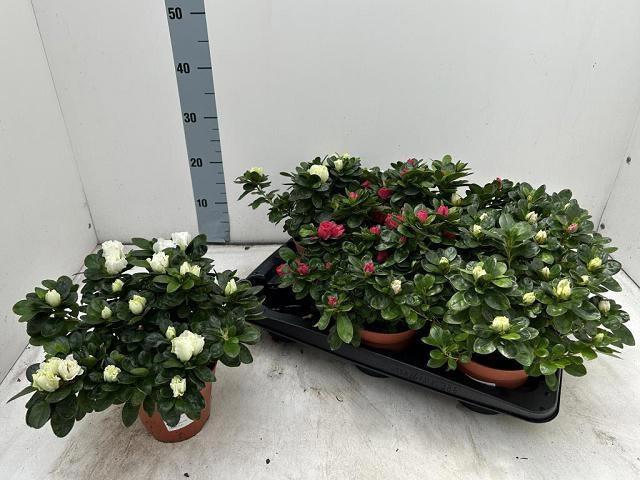 RHODO SI VOGEL GEM
