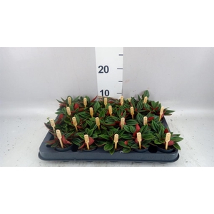 Peperomia cap. 'Rosso'