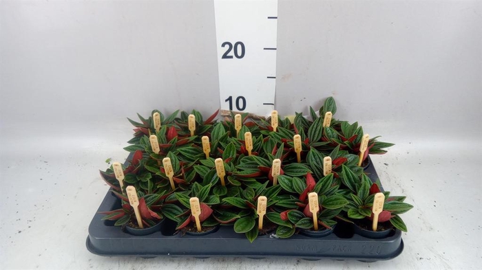 <h4>Peperomia cap. 'Rosso'</h4>