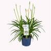 Agapanthus Amourette Superb White