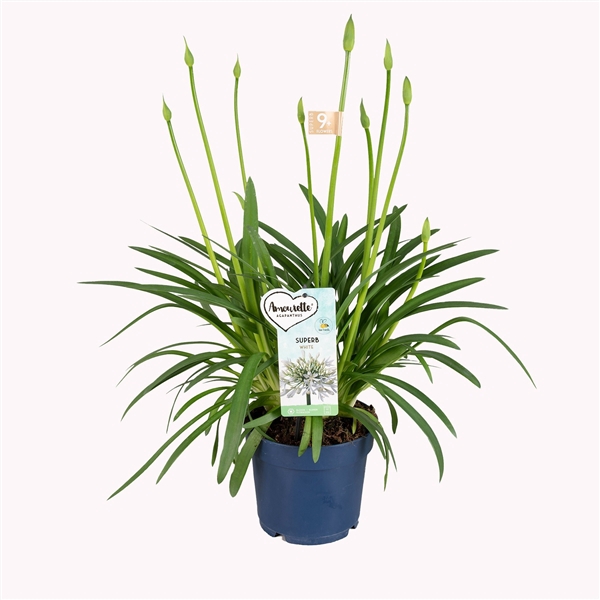 Agapanthus Amourette Superb White