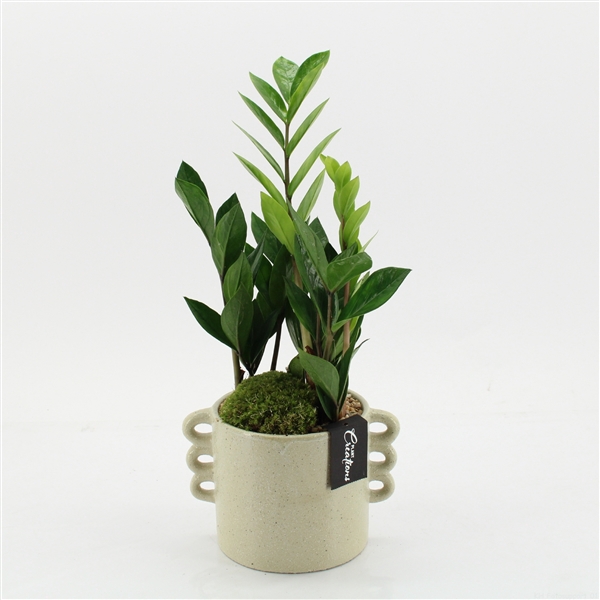 <h4>GRCR-2562 Green Essentials</h4>