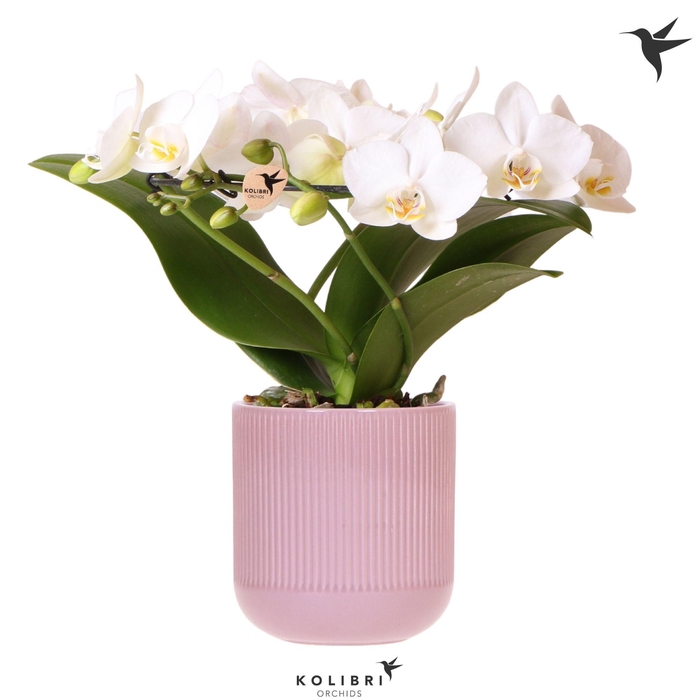 <h4>Kolibri Orchids Phalaenopsis Halo white in Flare pot purple</h4>