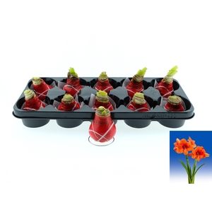 BLOEMBOL HIPPEASTRUM