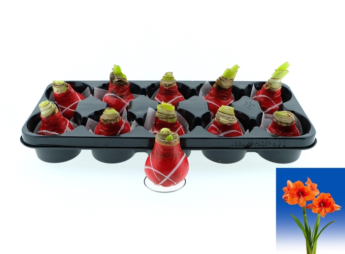 <h4>BLOEMBOL HIPPEASTRUM</h4>