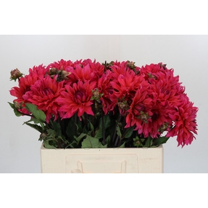 Dahlia Pink Punk