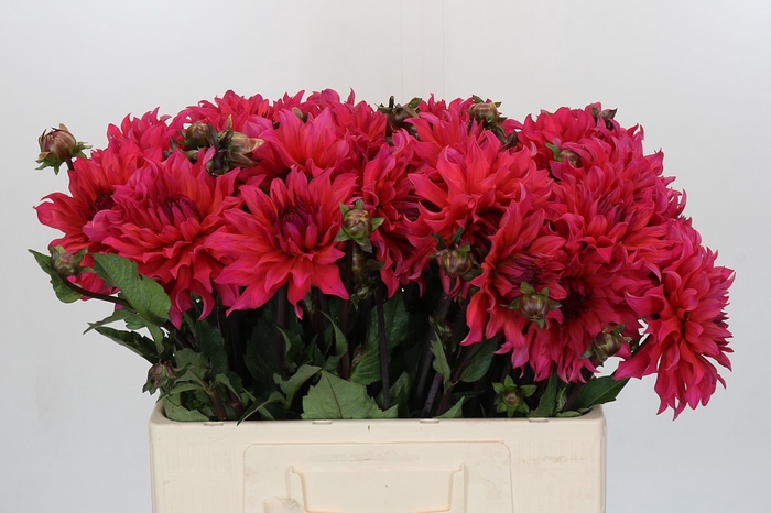 <h4>Dahlia Pink Punk</h4>