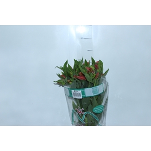 ALSTROEMERIA TROPICANA 080 CM