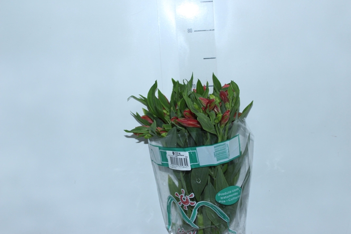 <h4>ALSTROEMERIA TROPICANA 080 CM</h4>
