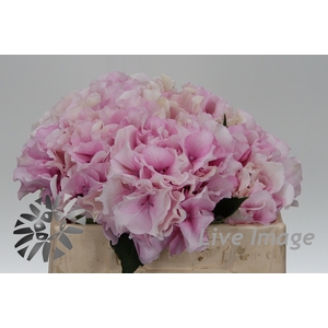 Hydrangea royal grandeur