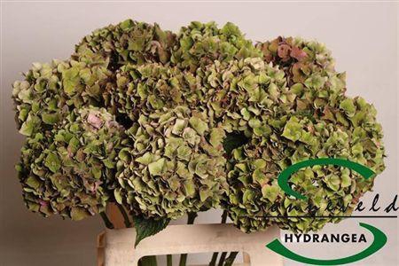 <h4>Hydr M Rodeo Cl</h4>