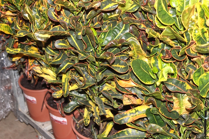 <h4>CROTON NEON P24</h4>