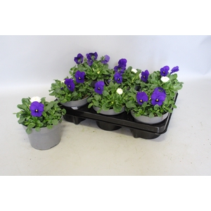 Viola Bellis 13 cm Deep Blue, White
