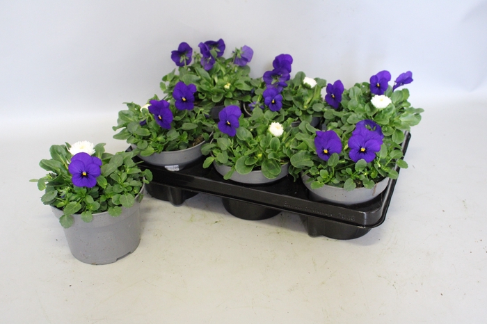 <h4>Viola Bellis 13 cm Deep Blue, White</h4>