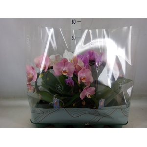 Phalaenopsis   ...mix