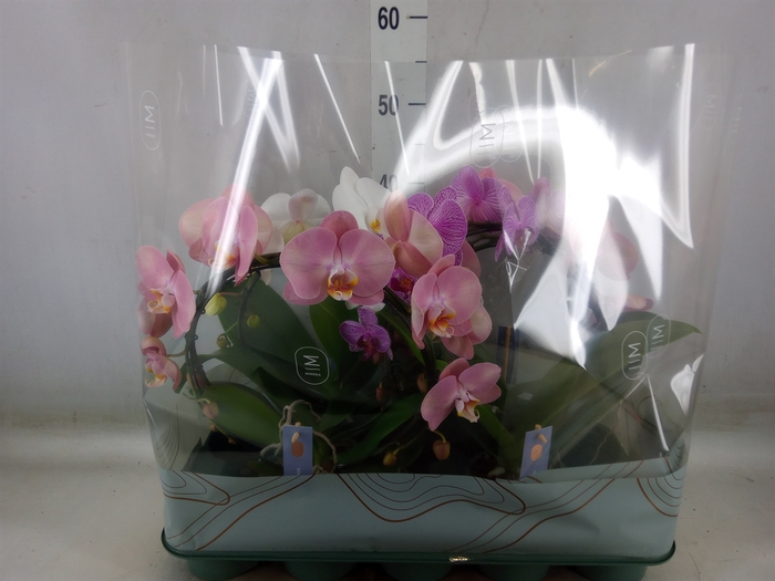 <h4>Phalaenopsis   ...mix</h4>