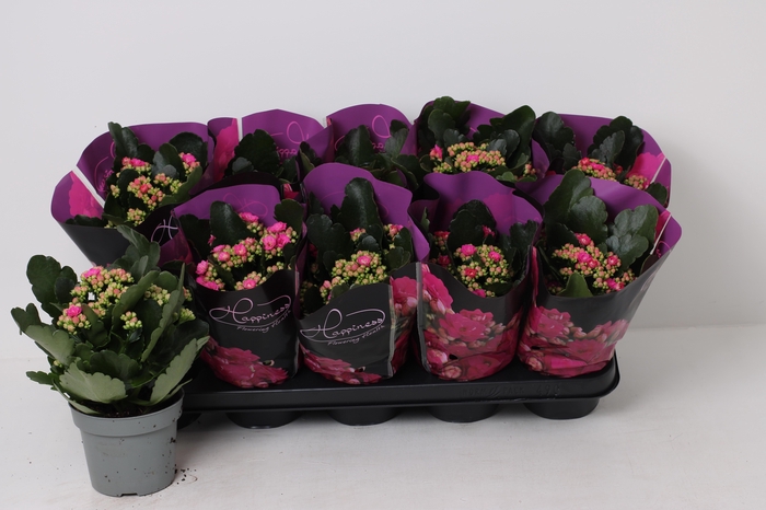 <h4>KAL GE LENA</h4>