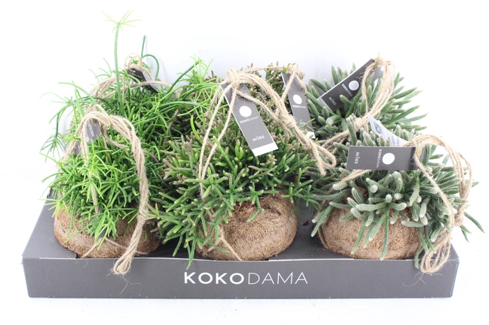 <h4>arr3 Kokoplant - Rhipsalis mix x6</h4>
