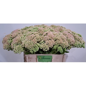 SEDUM SPECTABILE
