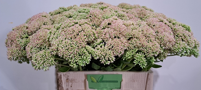 <h4>SEDUM SPECTABILE</h4>