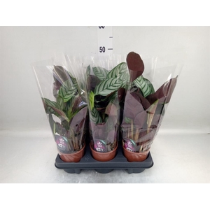 Ctenanthe setosa 'Compactstar'