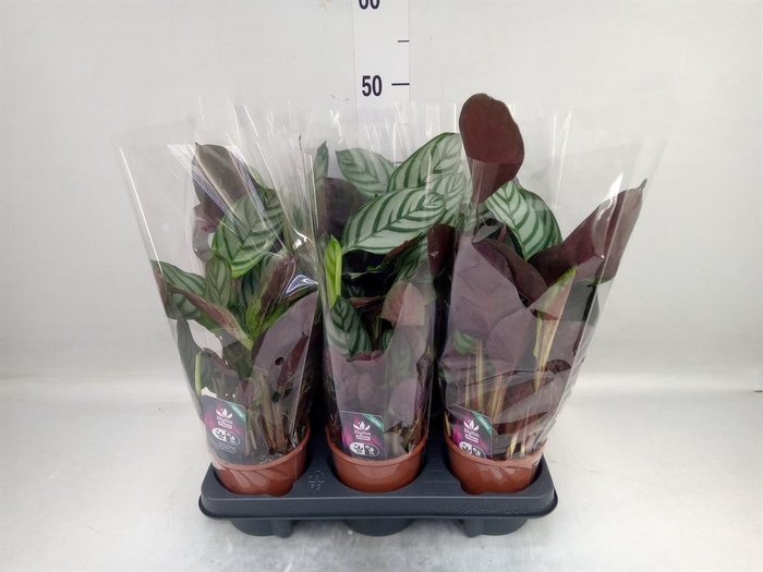 <h4>Ctenanthe setosa 'Compactstar'</h4>