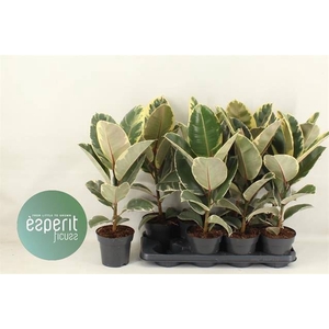 Ficus elastica 'Tineke'