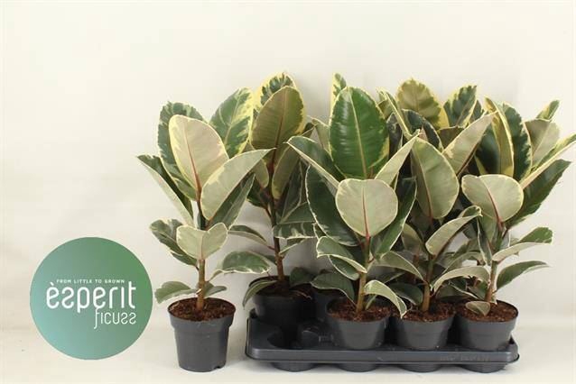 <h4>Ficus elastica 'Tineke'</h4>