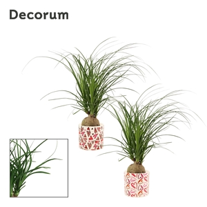 Beaucarnea Bol 12 cm in Julia (Deco-collection)