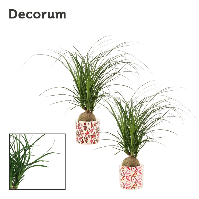 <h4>Beaucarnea Bol 12 cm in Julia (Deco-collection)</h4>