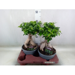 Ficus microcarpa 'Ginseng'