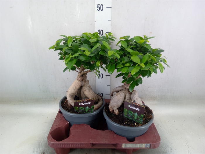 <h4>Ficus microcarpa 'Ginseng'</h4>