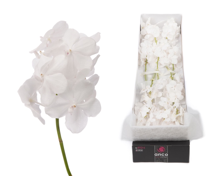 <h4>Vanda  'Tayanee Diamond White'</h4>