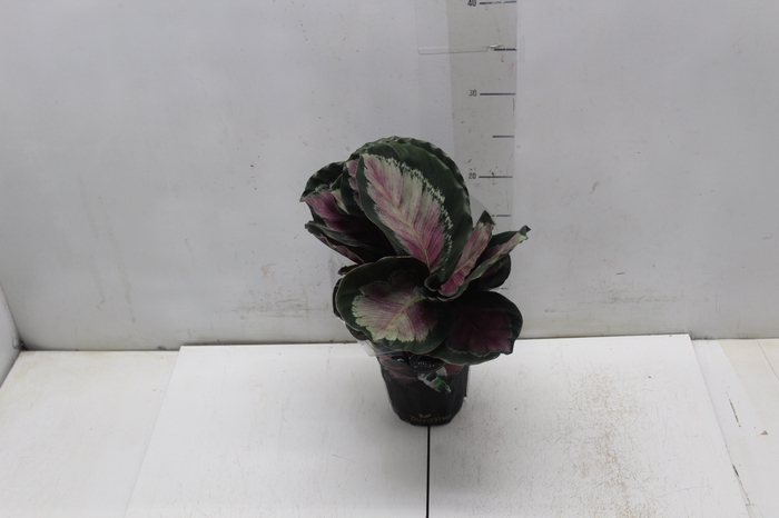 <h4>CALATHEA ROSEA PICTA ROSY P12</h4>