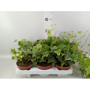 Hedera helix 'Goldchild'