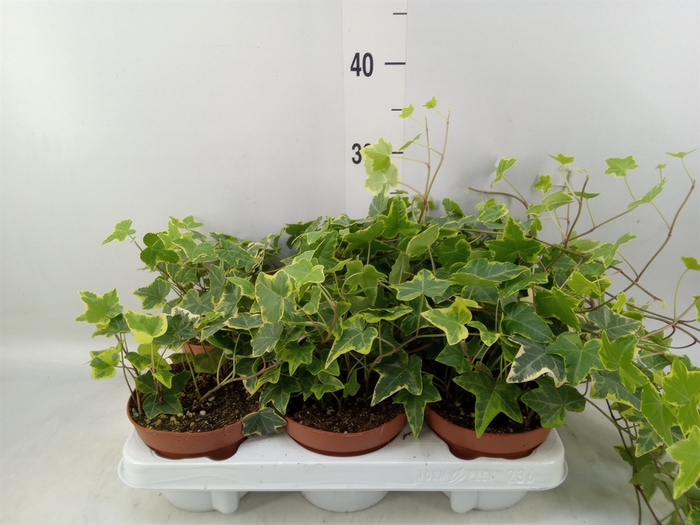 <h4>Hedera helix 'Goldchild'</h4>