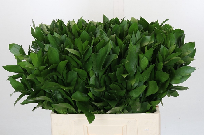 <h4>Ruscus Israel</h4>