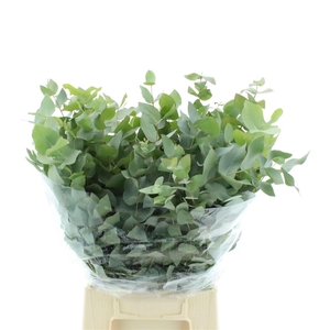 Euca Cinerea Short 200gram