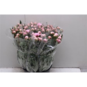 Paeonia L Sarah Bern