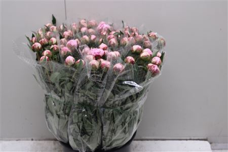 <h4>Paeonia L Sarah Bern</h4>