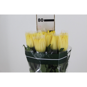 ANASTASIA SUNNY 080 CM AMARELO