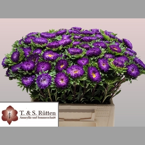 CALLIS MATS D BLAUW