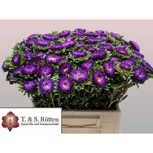 CALLIS MATS D BLAUW