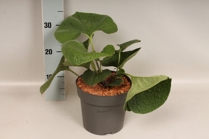 vaste planten 19 cm  Brunnera macrophylla